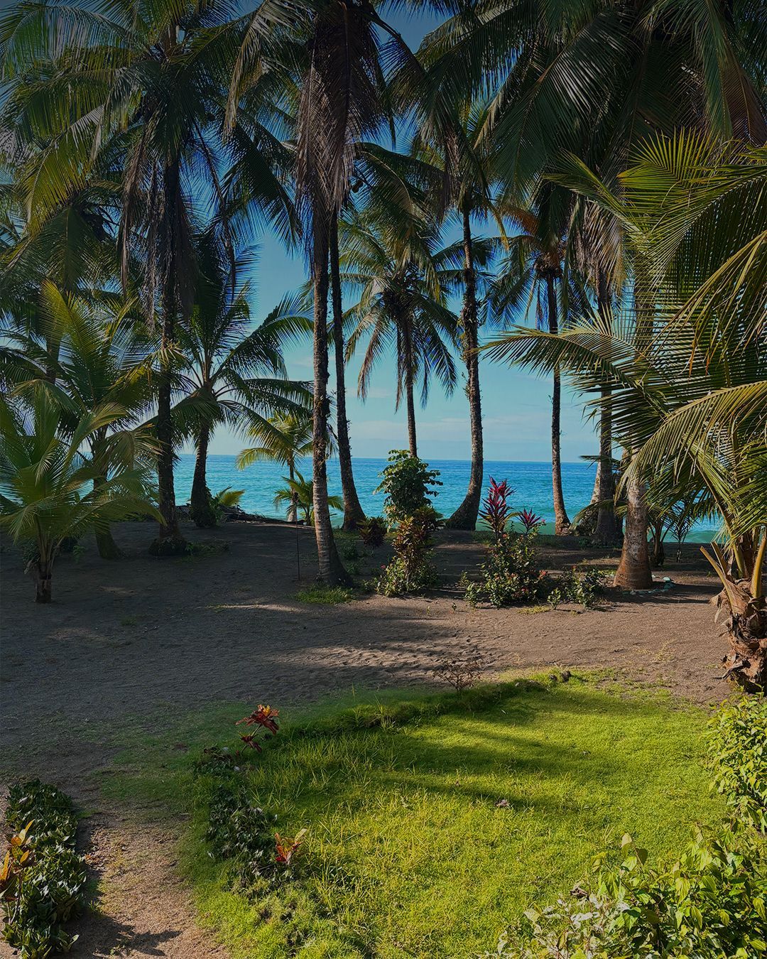 Escena de playa con palmeras, océano azul y césped verde. Luz solar y sombras.