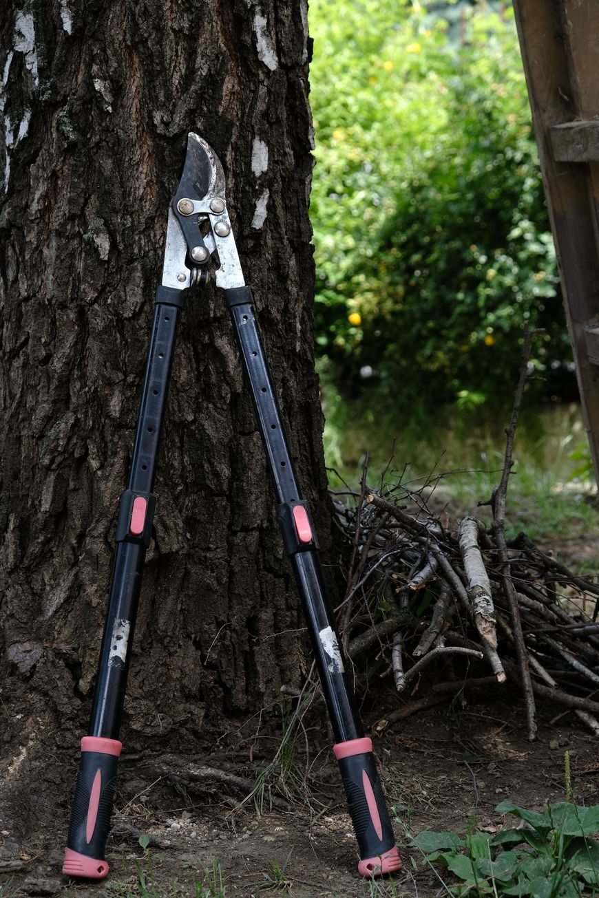 Loppers leaning against a tree trunk in a wooded garden area