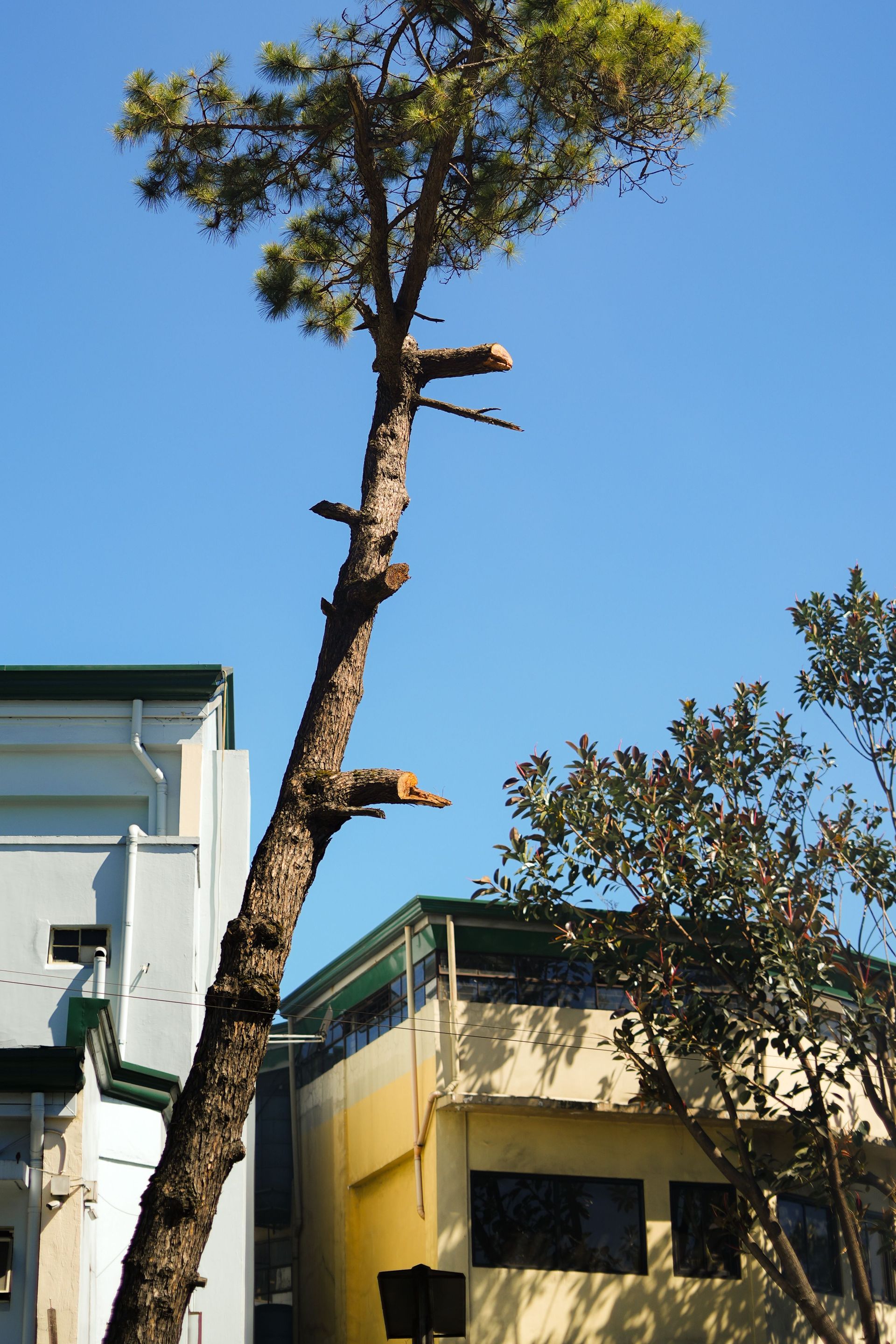 Tall tree beside apartment buildings under a clear blue sky