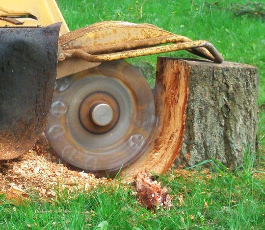 Chainsaw cutting through a tree trunk, with wood chips flying on grass.