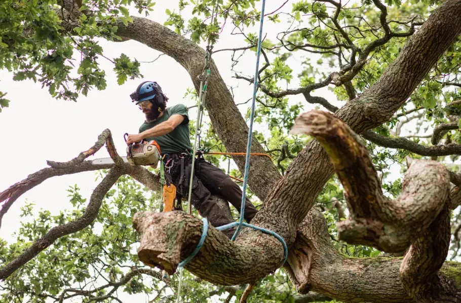 Arborist climbing a large tree branch, trimming limbs amid dense green foliage