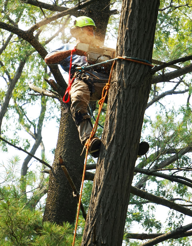 Person climbing a tree with safety harness and rope in a wooded area