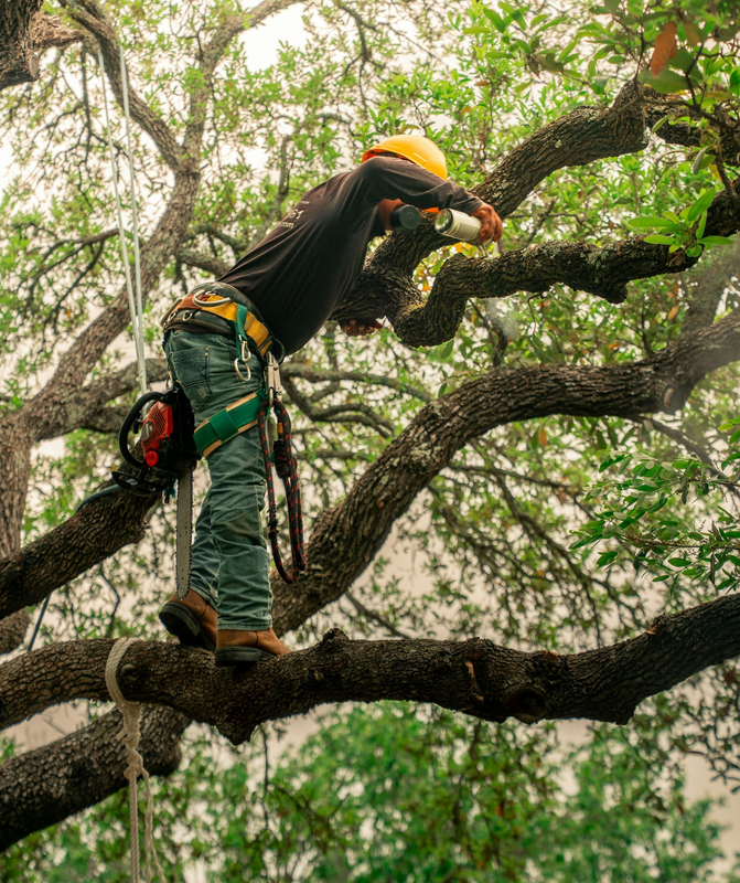 Tree worker in safety gear standing on a large branch, using a chainsaw amid dense green foliage.