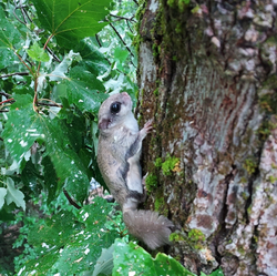 A professional climber on a tree