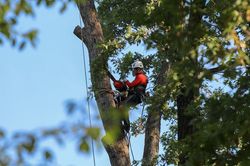 Chainsaw in the garden on the block