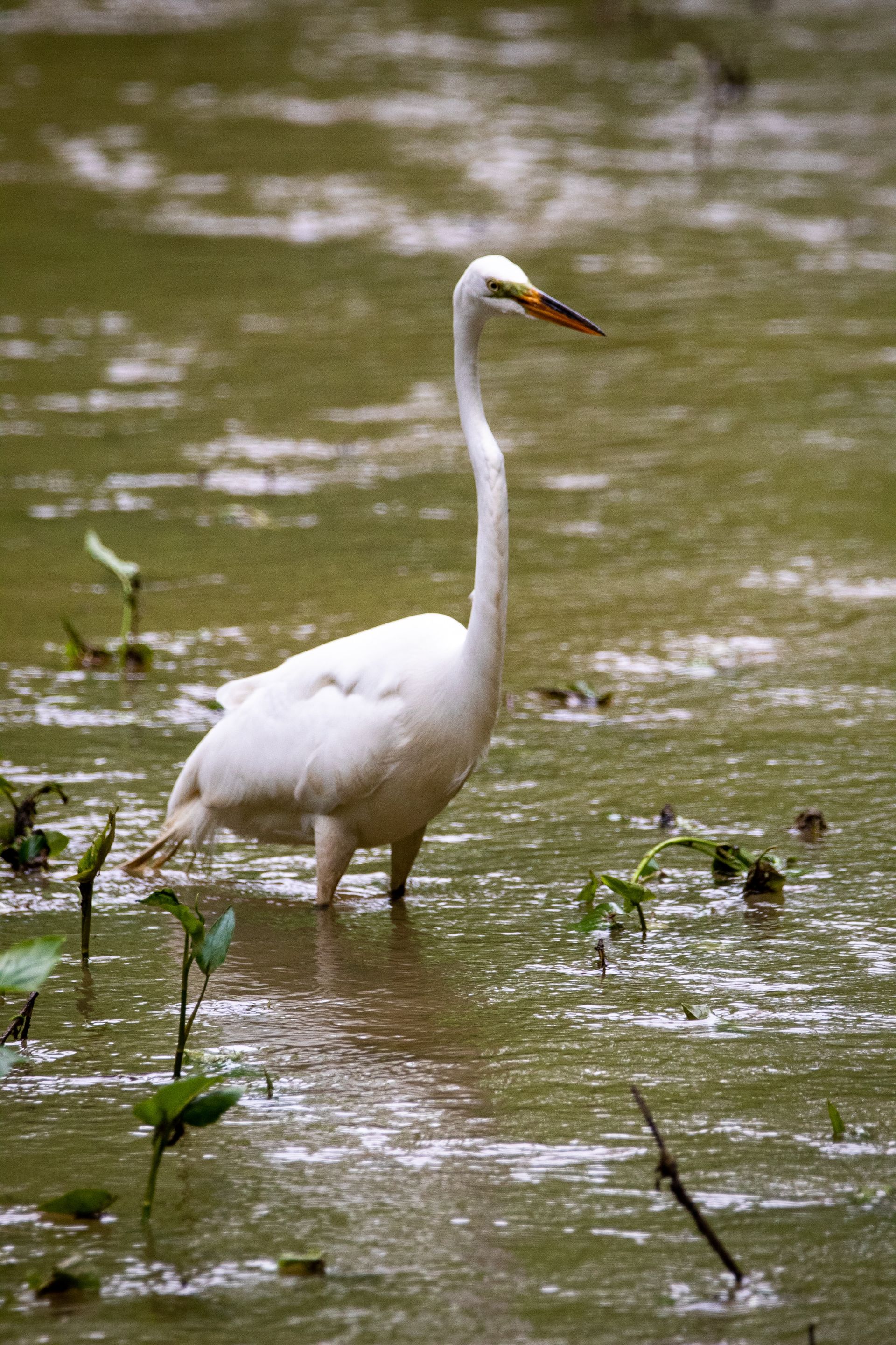 A white bird with a long neck is standing in the water of Cheatham County, Tennessee.