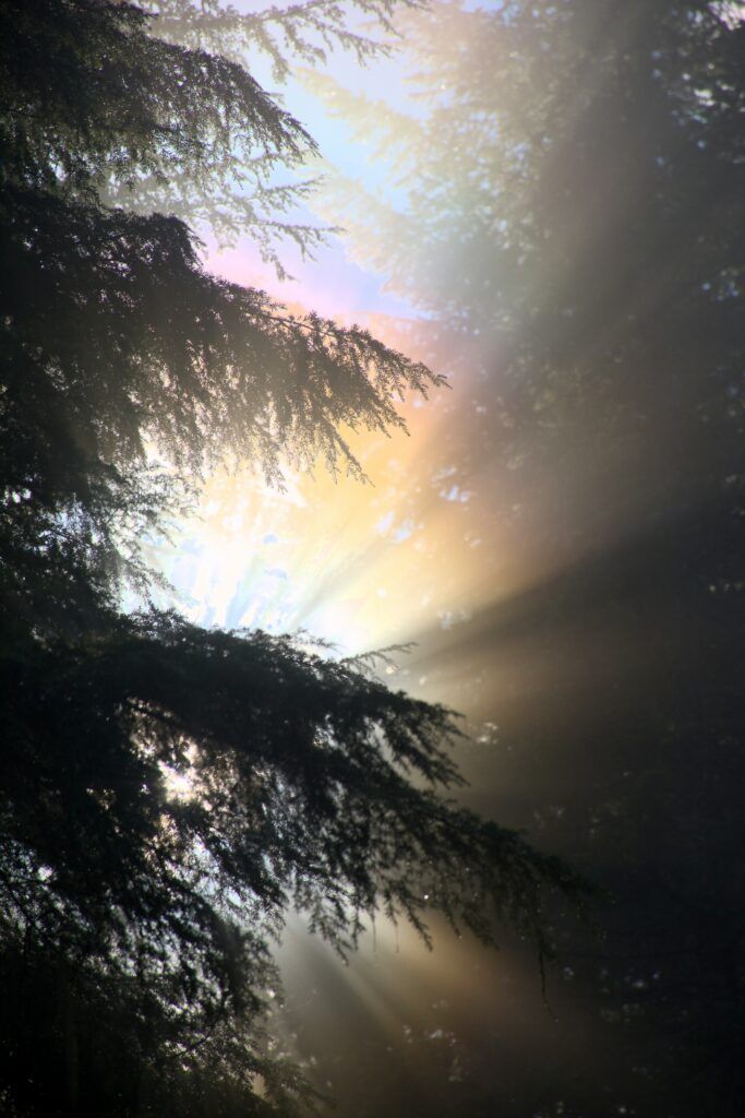 The sun is shining through the trees in the fog.