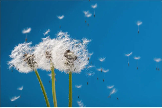 White dandelion seed heads against a bright blue sky, with seeds drifting away.