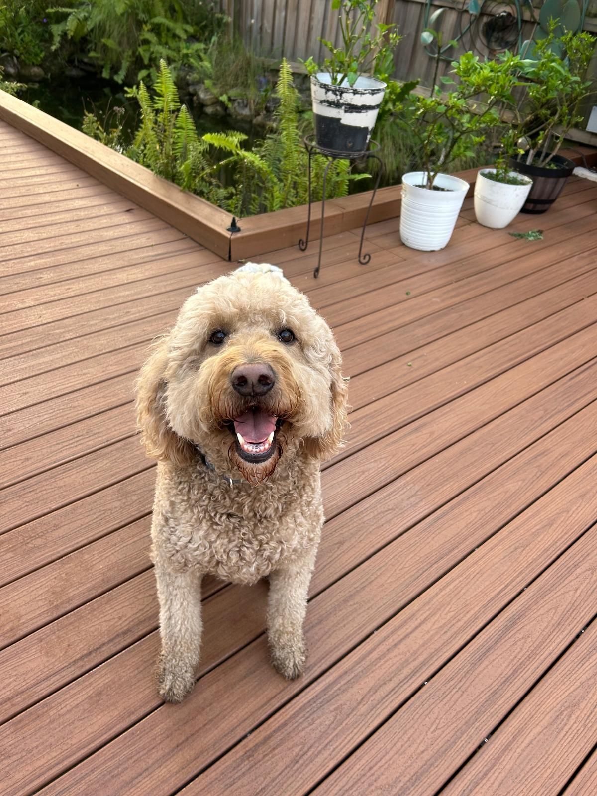 Duke