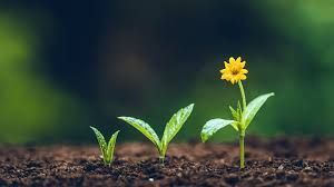 Small green seedlings growing in soil, ending with a taller plant with a yellow flower against a blurred background