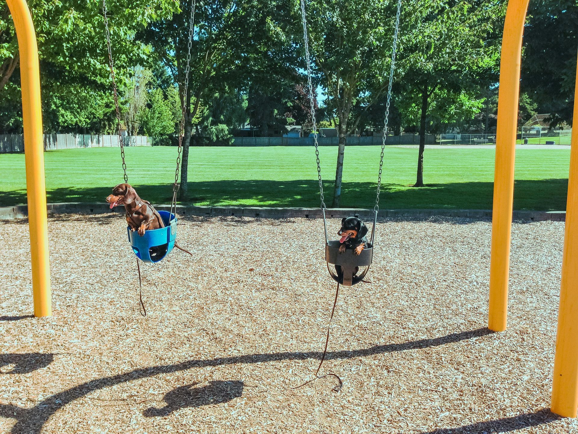Two children on blue swings at a playground, with trees and a grassy field in the background.