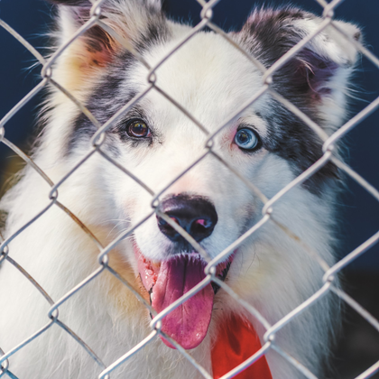 Cute dog behind chain link pet fence in Raleigh, NC