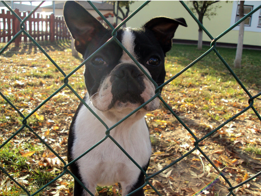 Happy dog in backyard with vinyl wrapped chain link fence.