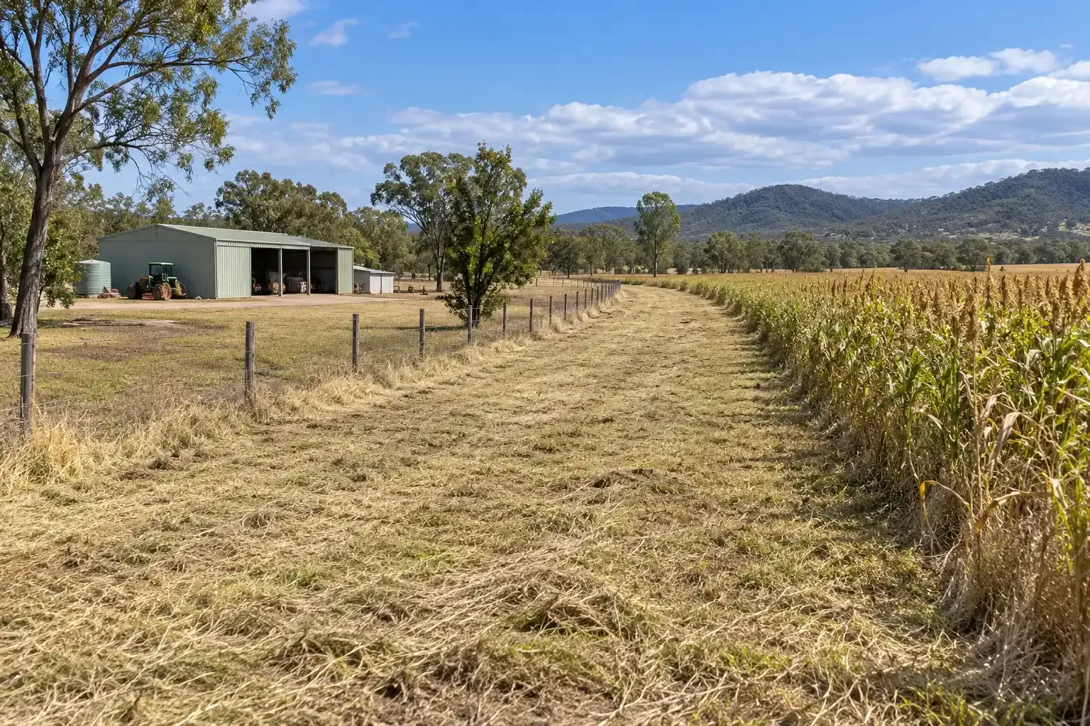 Slashed grassed firebreak between a Sorghum crop and fence line at a rural Townsville property.