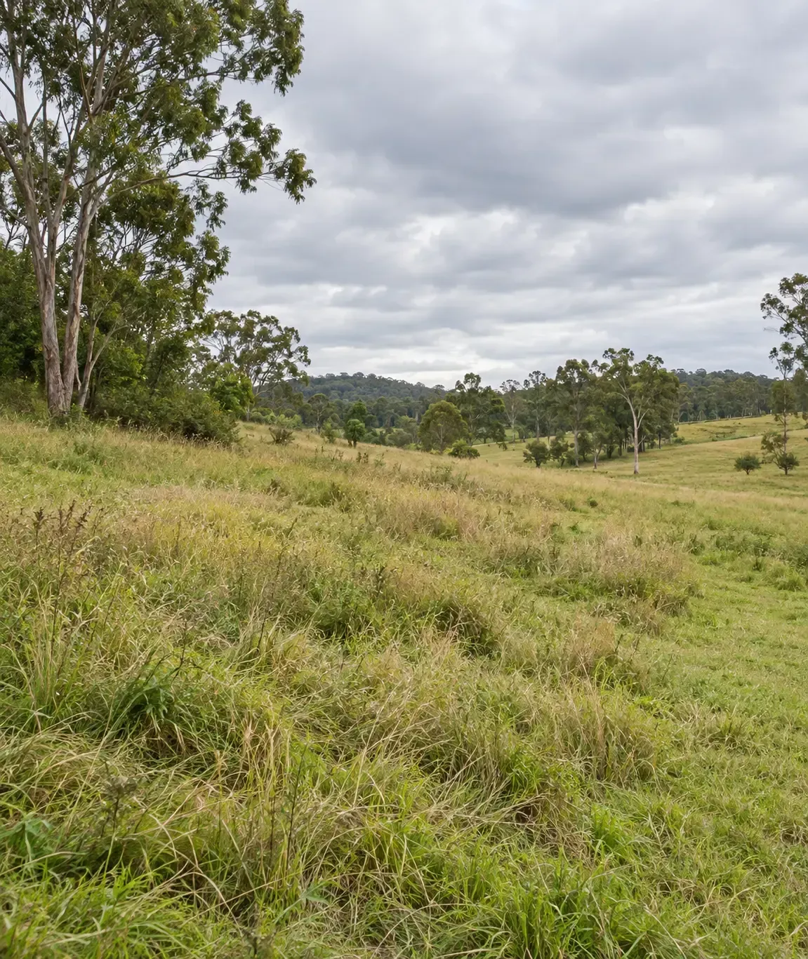 Sloped ground of a hilly rural block before slashing, near the town of Bluewater, North QLD