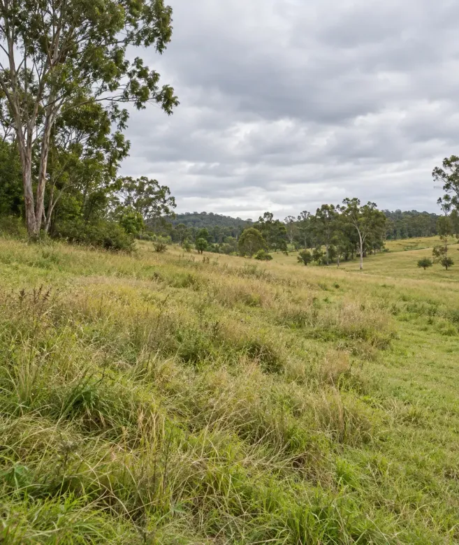 Sloped ground of a hilly rural block before slashing, near the town of Bluewater, North QLD