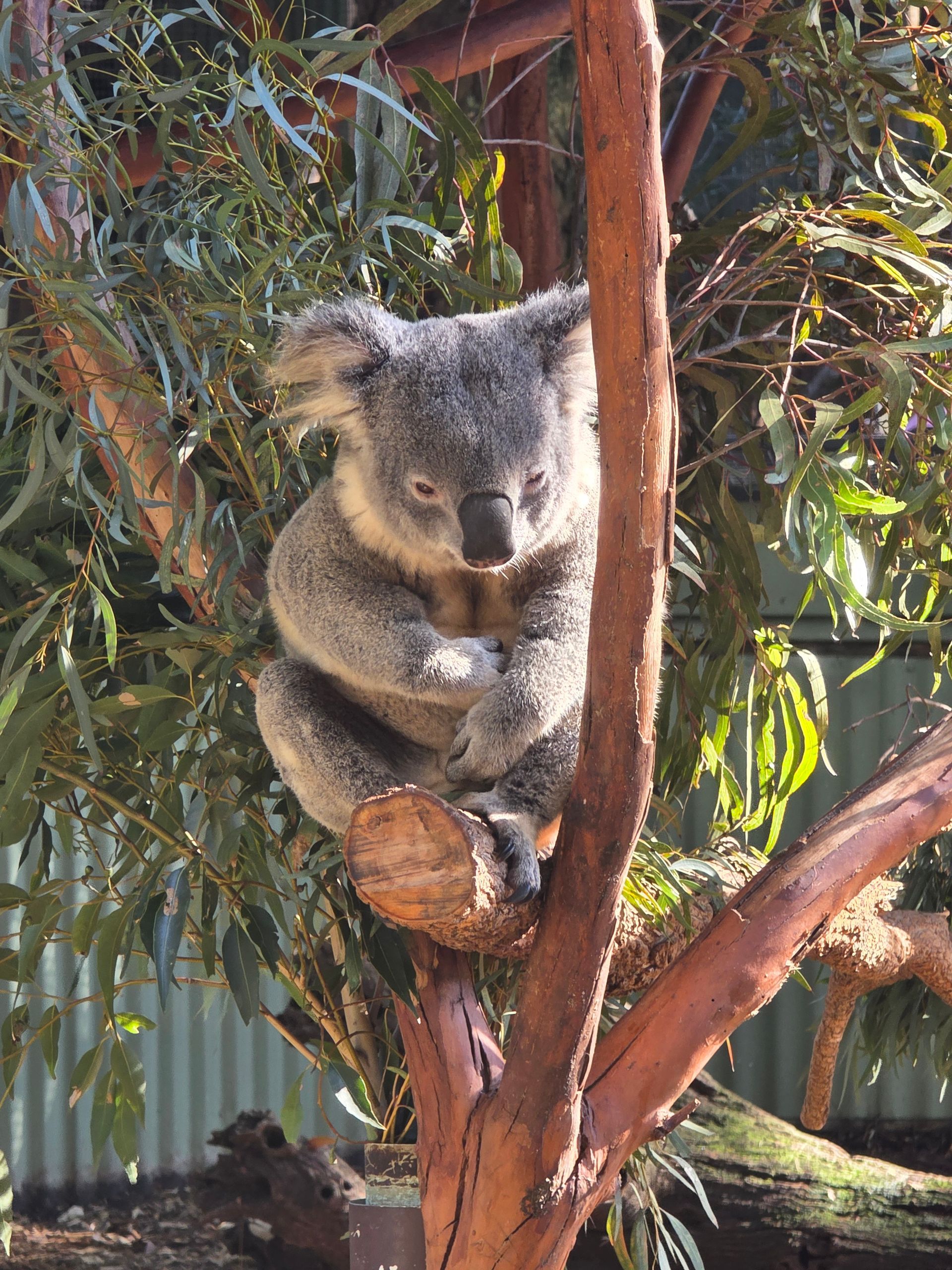 Koala resting on a tree trunk among eucalyptus leaves