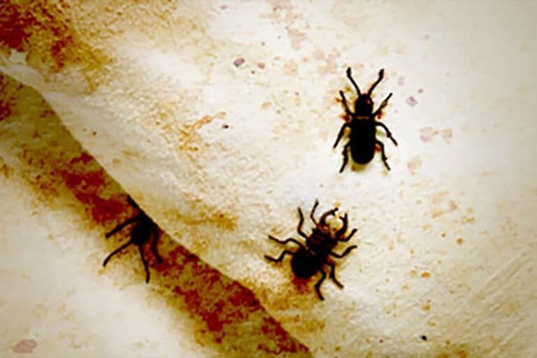 Bedbug Chasers