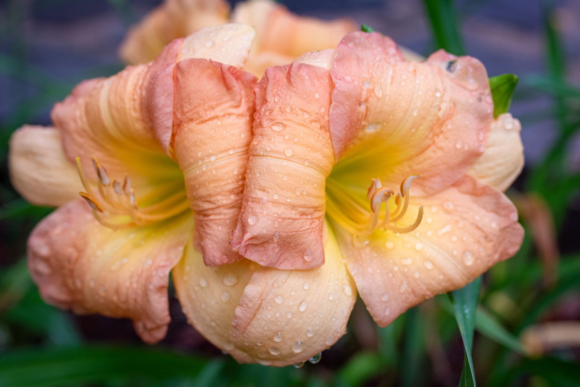 Peach-colored daylily flower in bloom with dew on petals and a green garden background