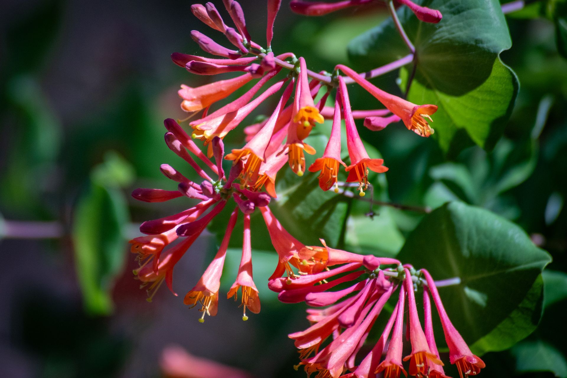 Pink and orange trumpet flowers hanging among green leaves in sunlight