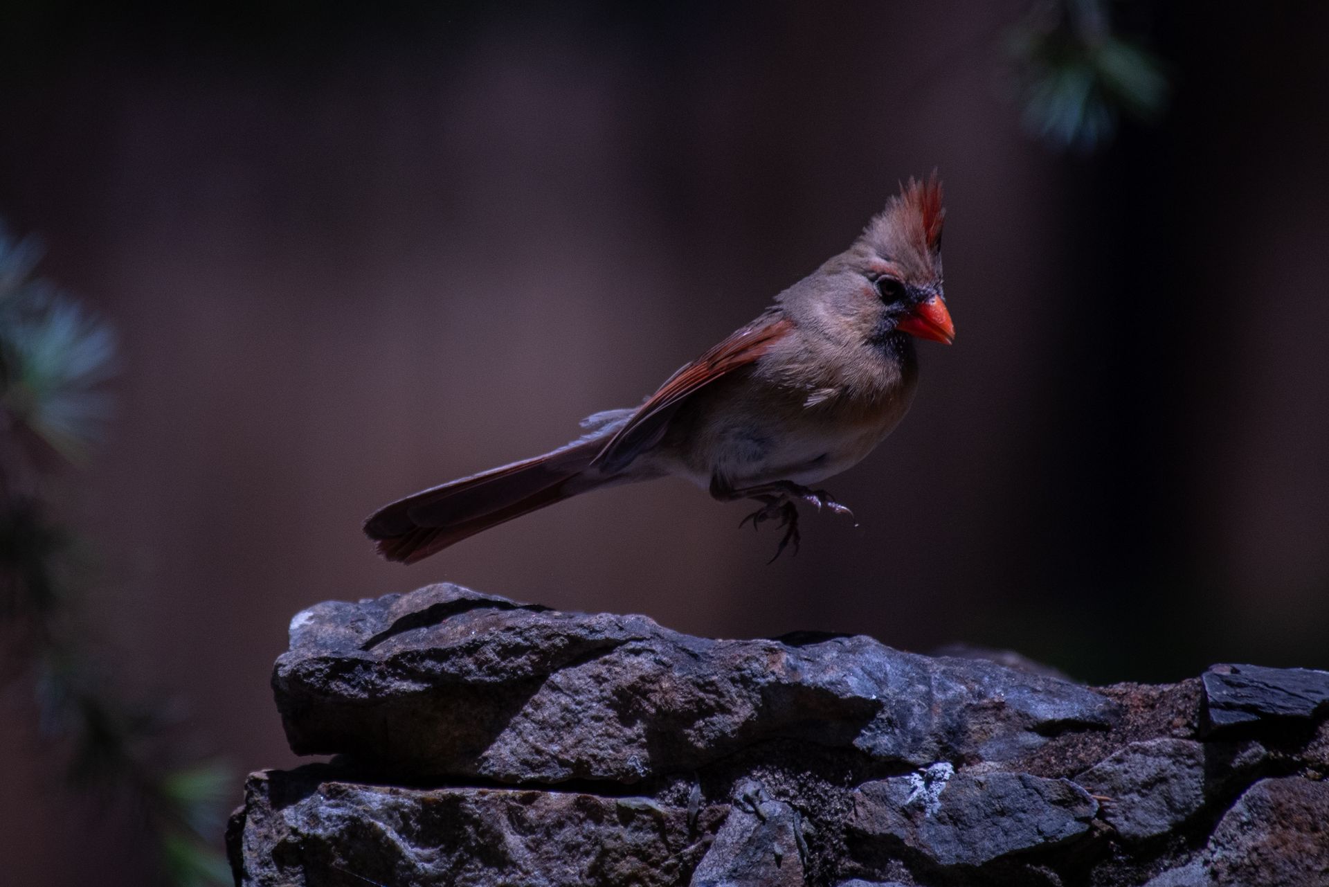 Small bird with reddish crest perched on a rock in dim light