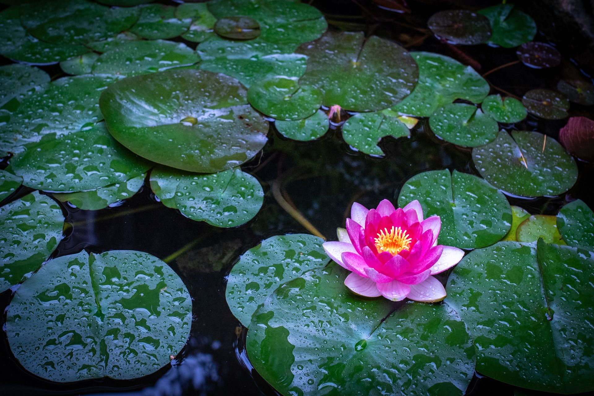 Pink water lily blooming among green lily pads on dark water