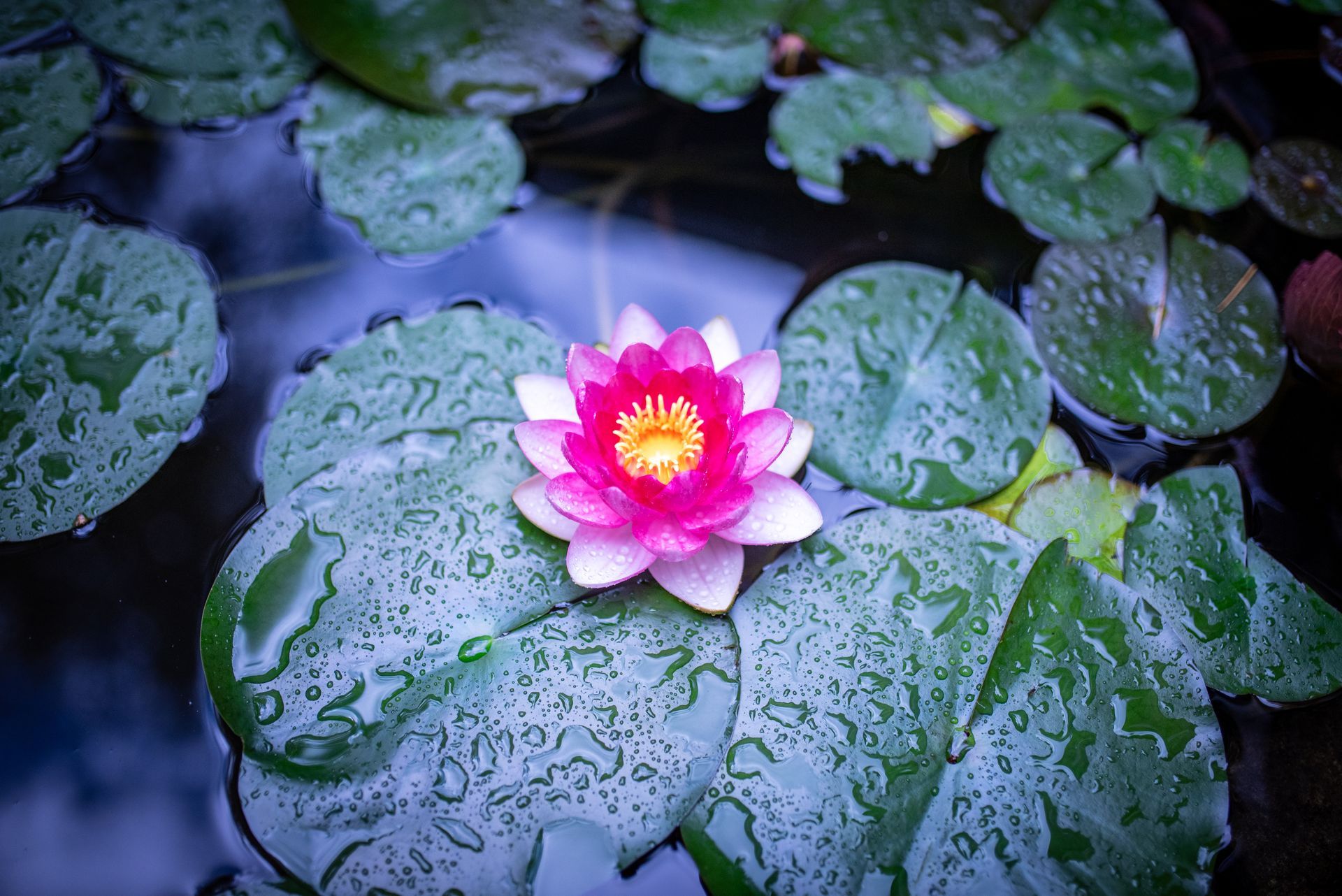 Pink water lily blooming among green lily pads with raindrops on dark water