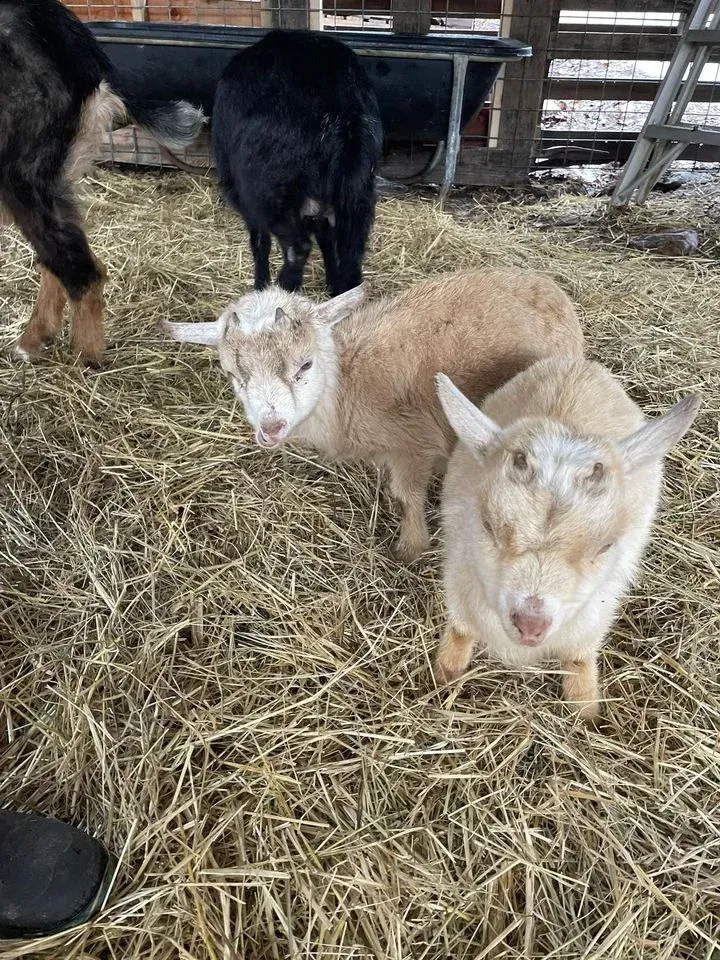 Two light tan goats in straw, with a black goat and barn in the background