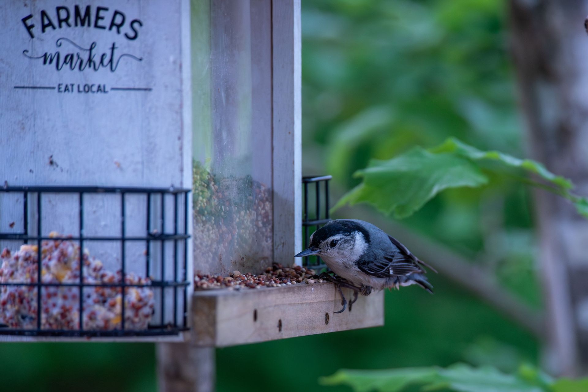 Small bird perched on a feeder tray beside a sign reading “Farmers market eat local”