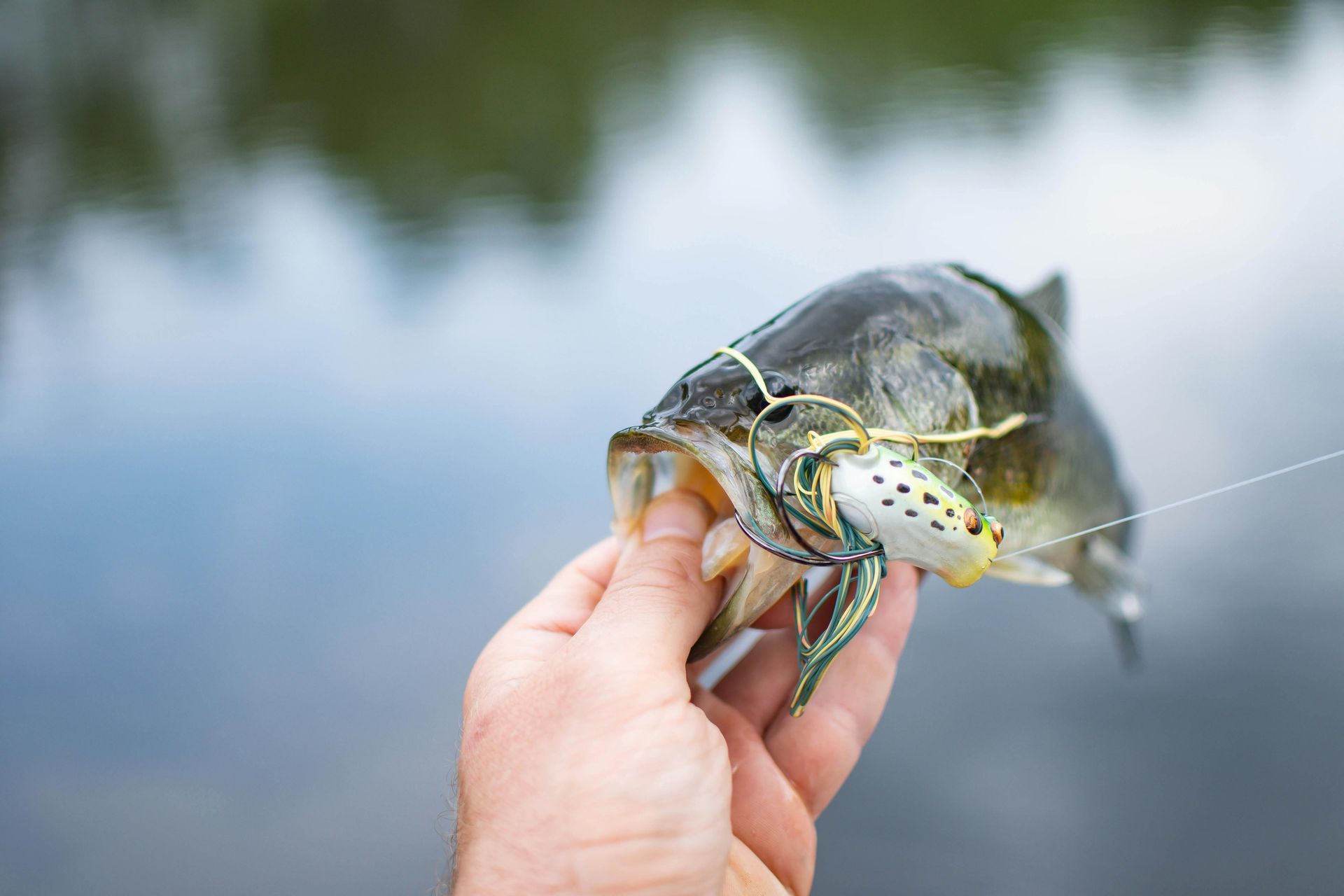 Hand holding a small fish above calm water, with green foliage reflected in the background