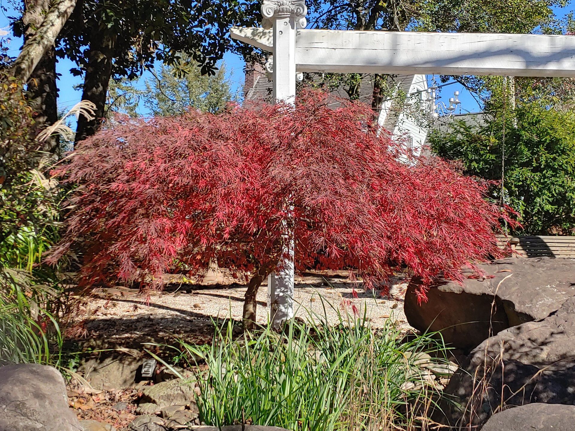 Red-leafed ornamental tree in a garden with rocks and a white pergola behind it.