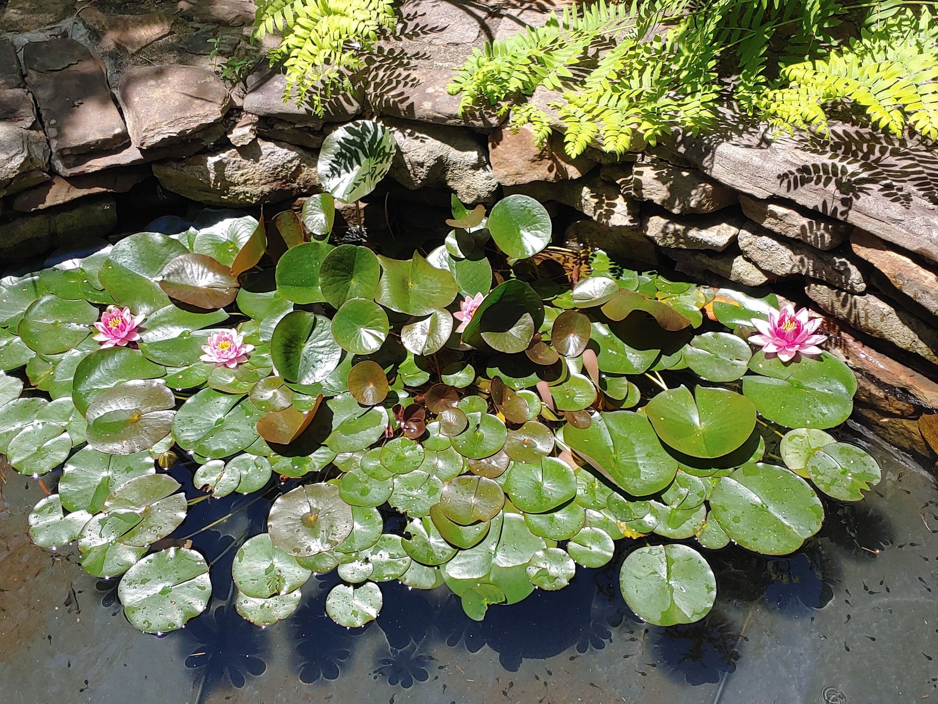 Water lily pond with green lily pads and pink flowers against a stone edge