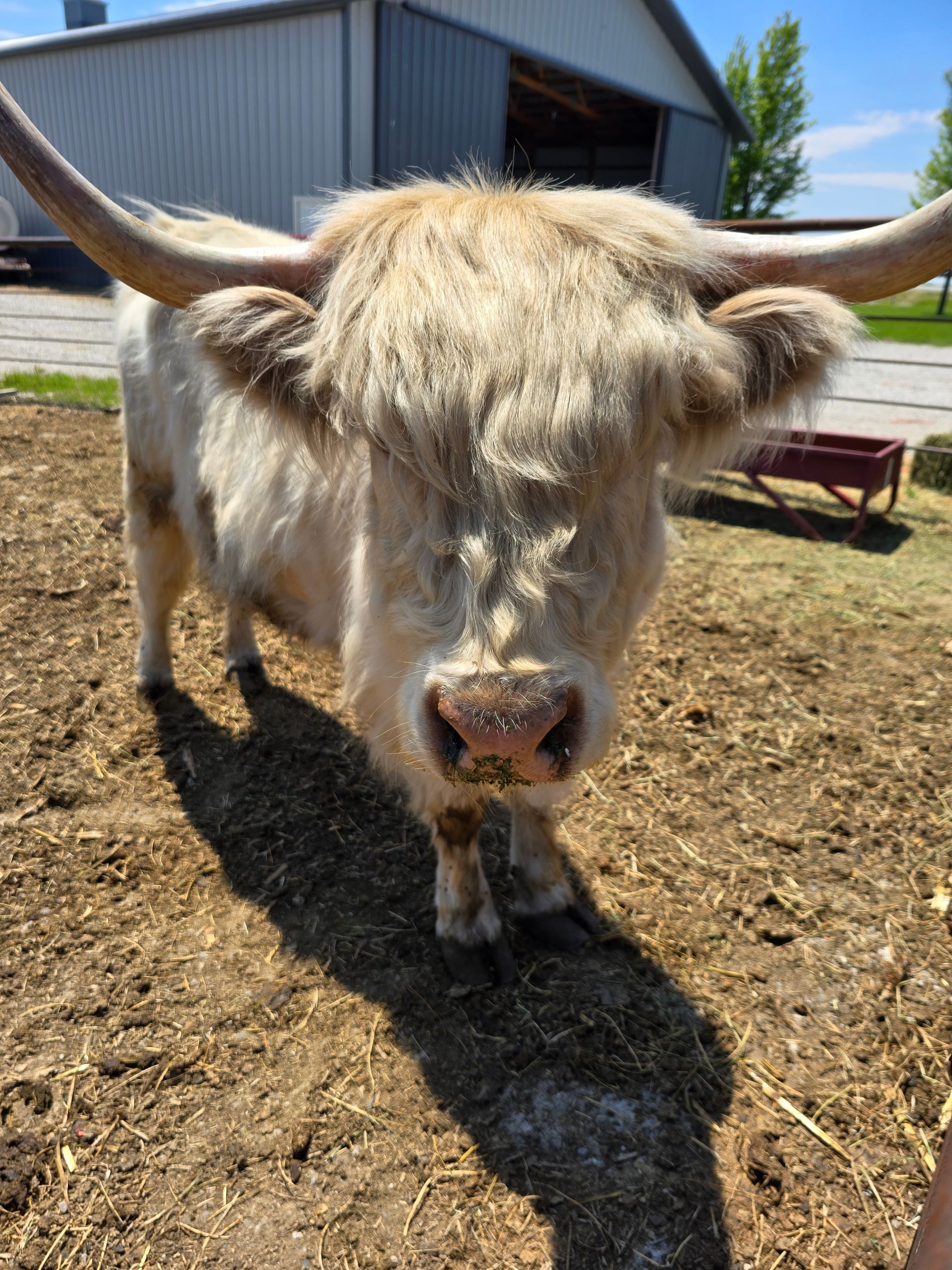 A cow with long horns is standing in a field next to a fence.