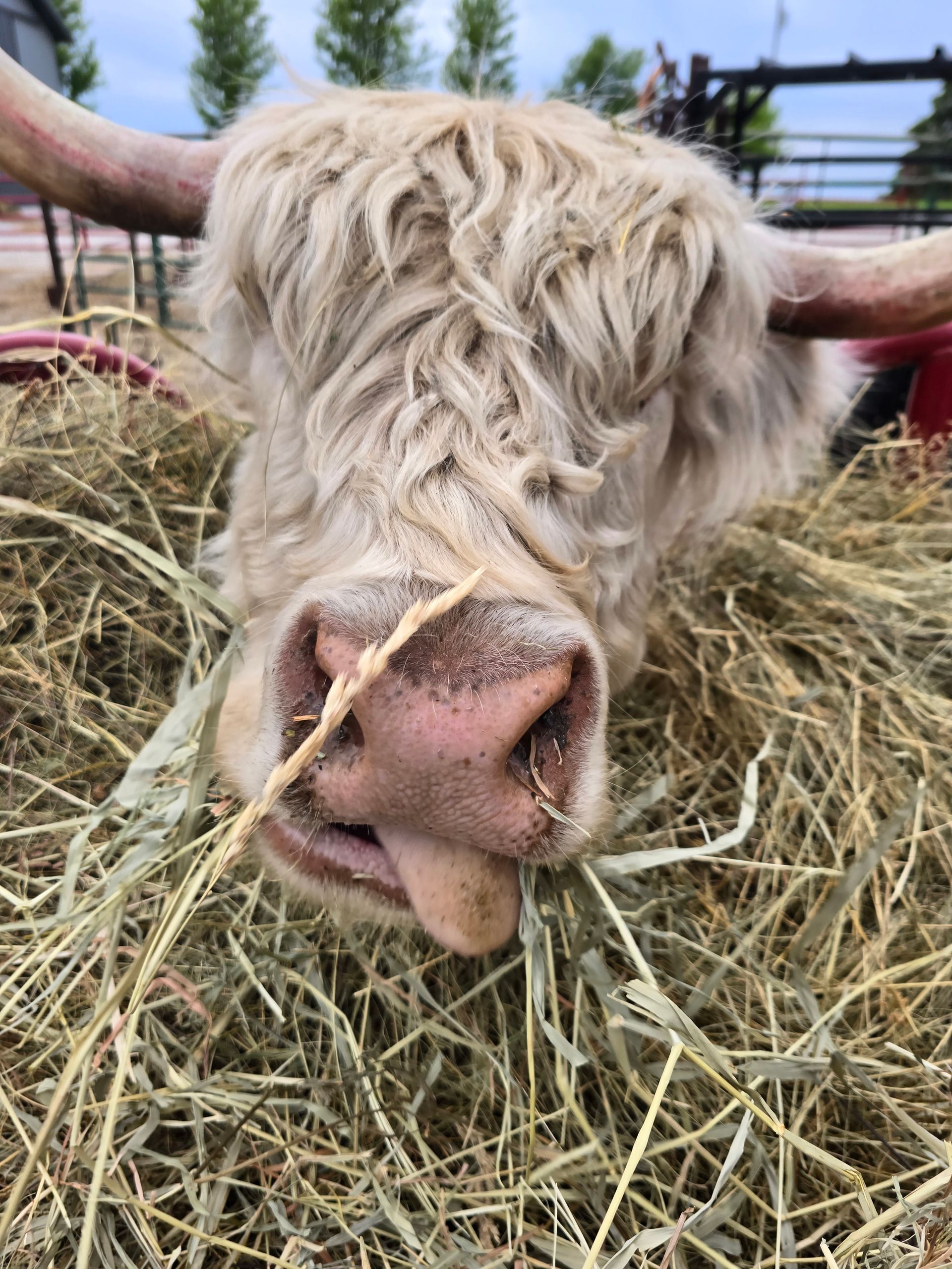 A bull with long horns is laying in a pile of hay.