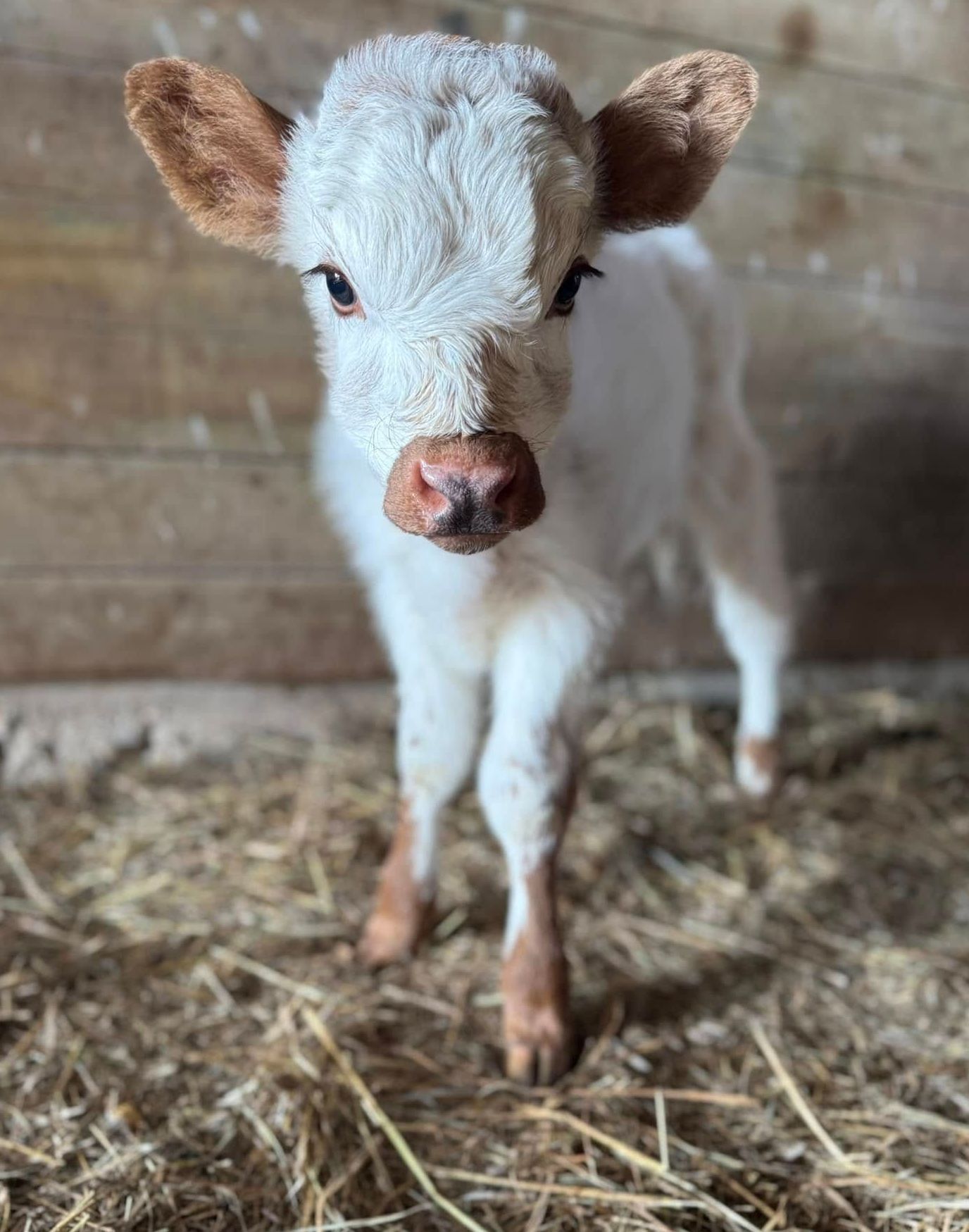 A baby cow is standing in a barn looking at the camera.