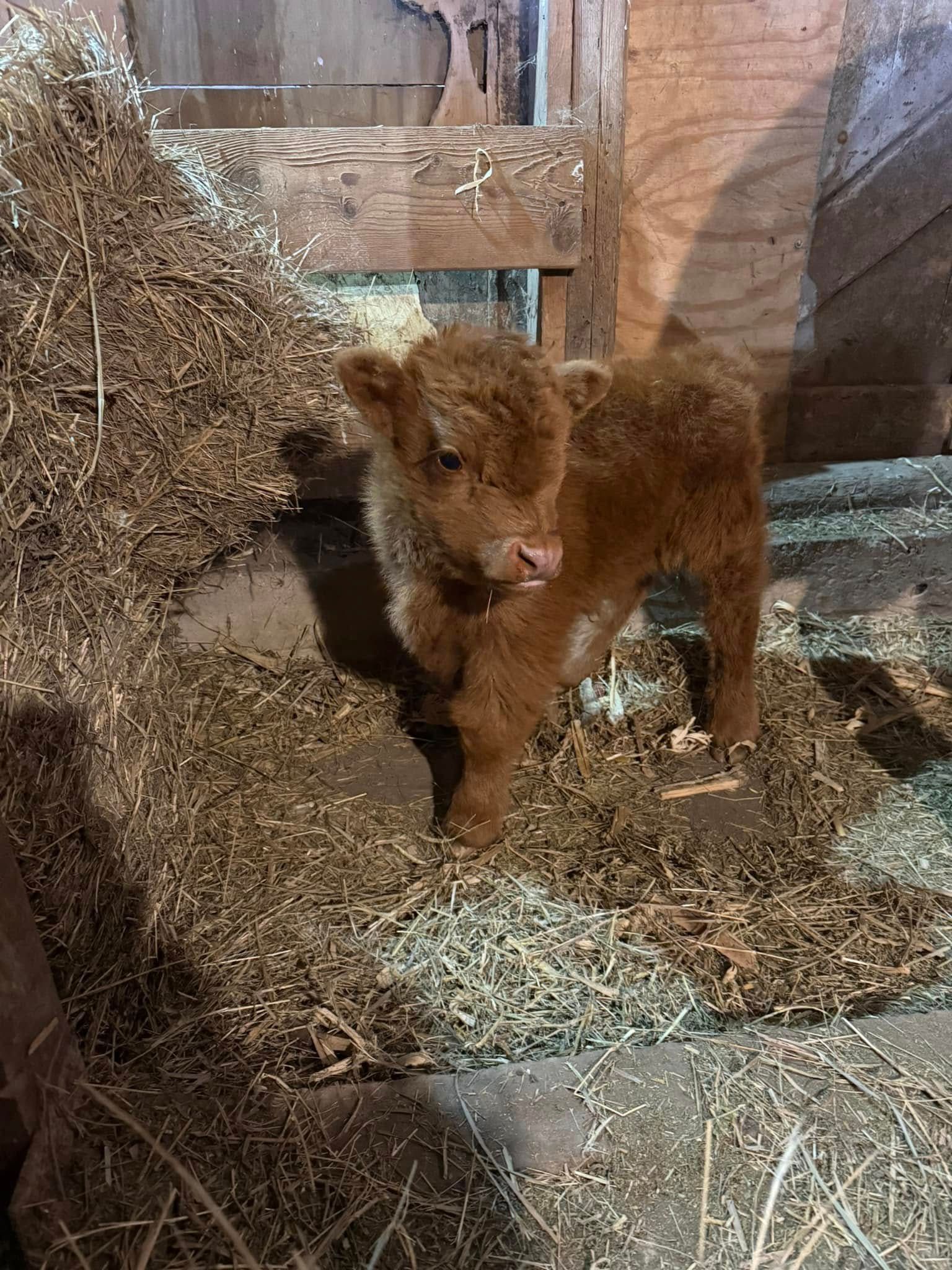 A small brown cow is standing in a pile of hay.