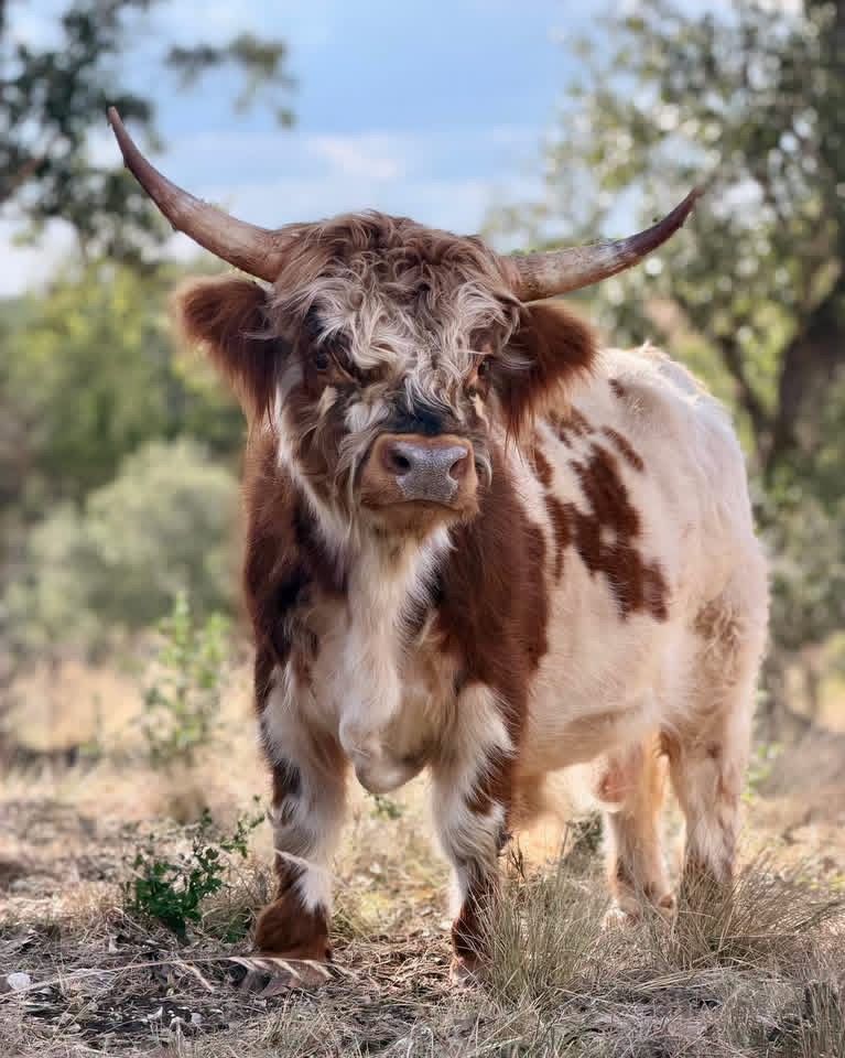 Long-haired brown-and-white Highland cow standing in a sunny grassy field