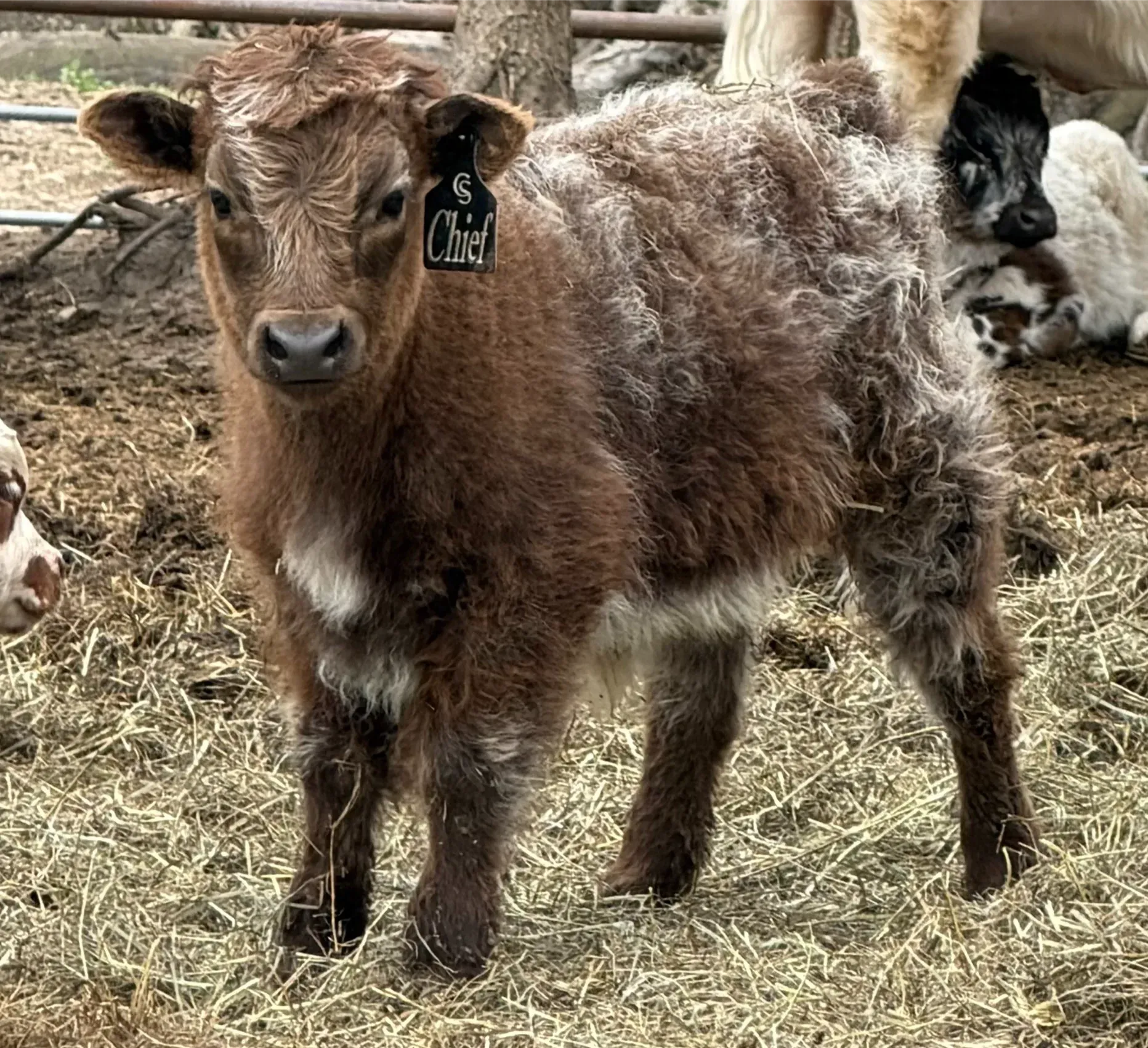 Chief, Mini Highland Herd Sire