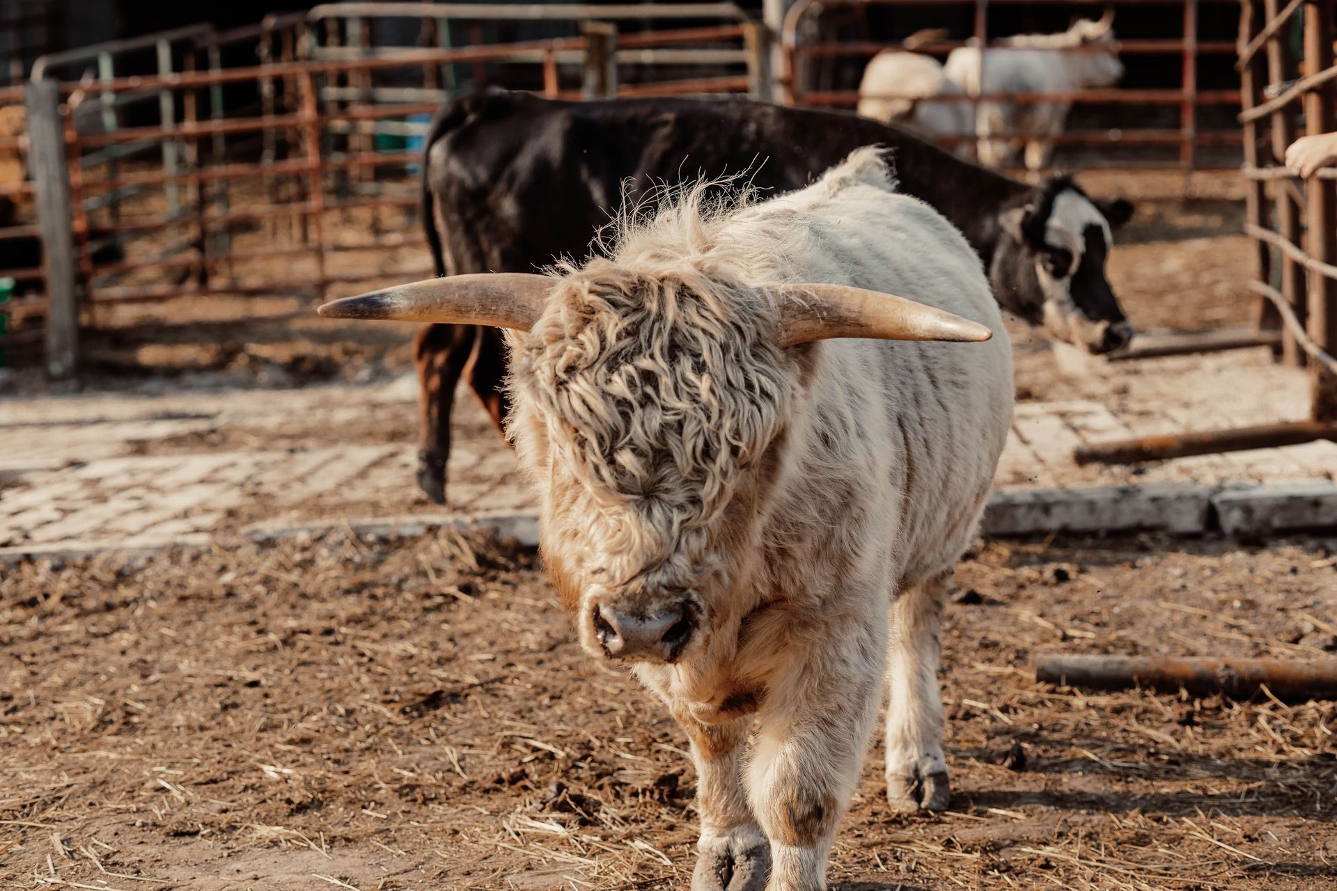 Brown calf standing in a muddy pen with white cattle behind it