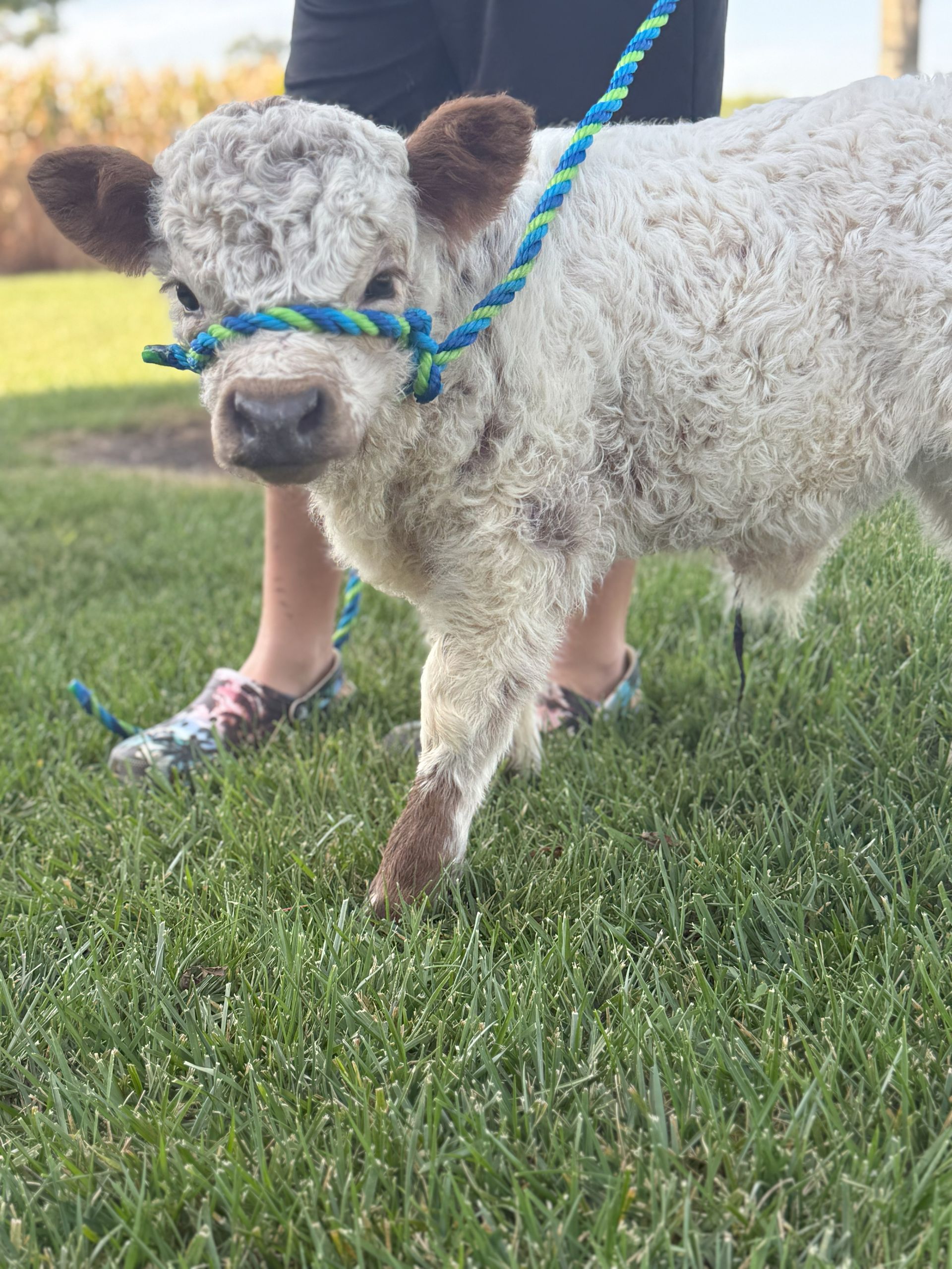 Small fluffy sheep wearing a blue rope halter, standing on grass with a person behind it