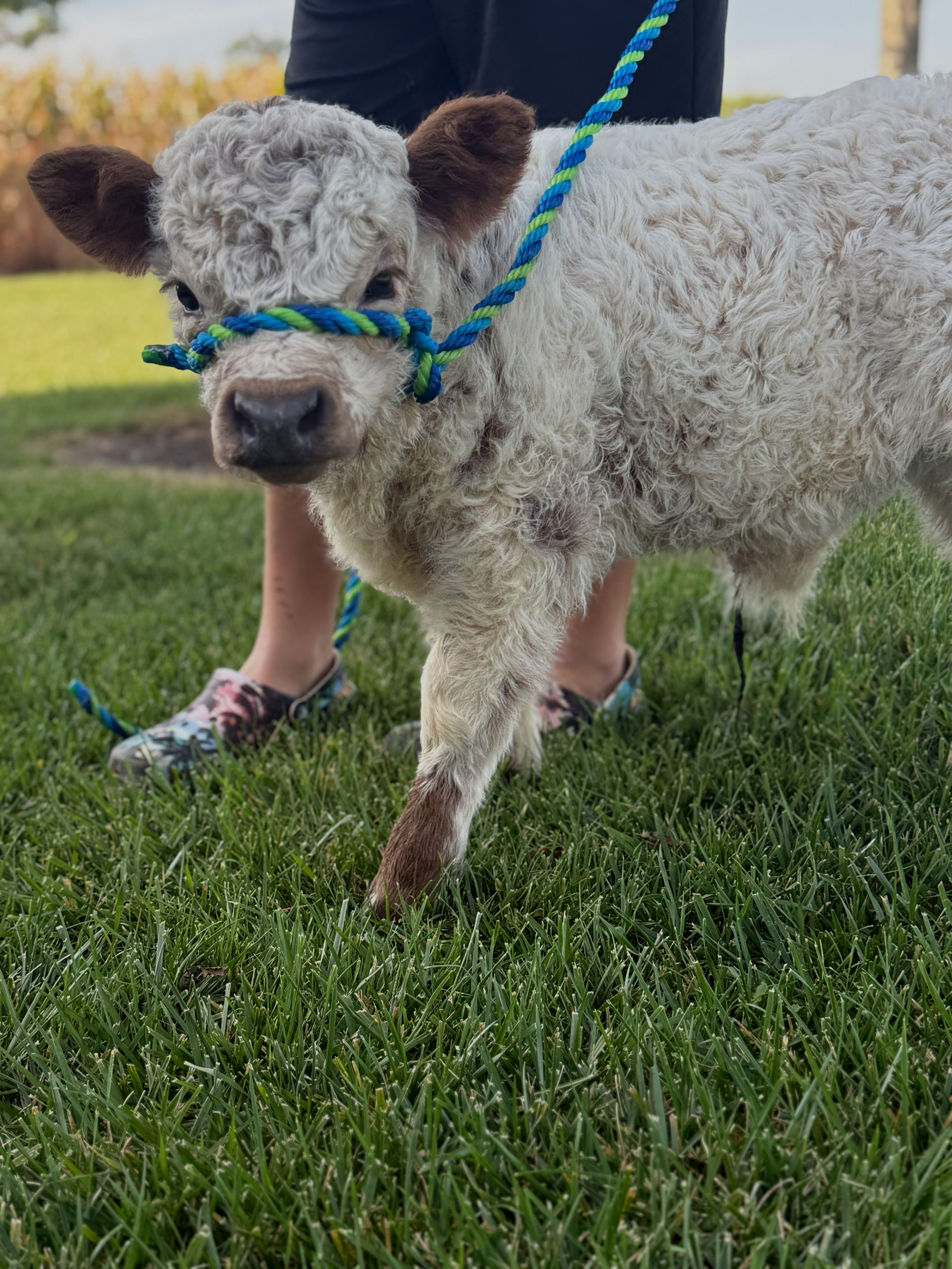 Small white sheep on a blue-and-green rope leash standing on grass outdoors.