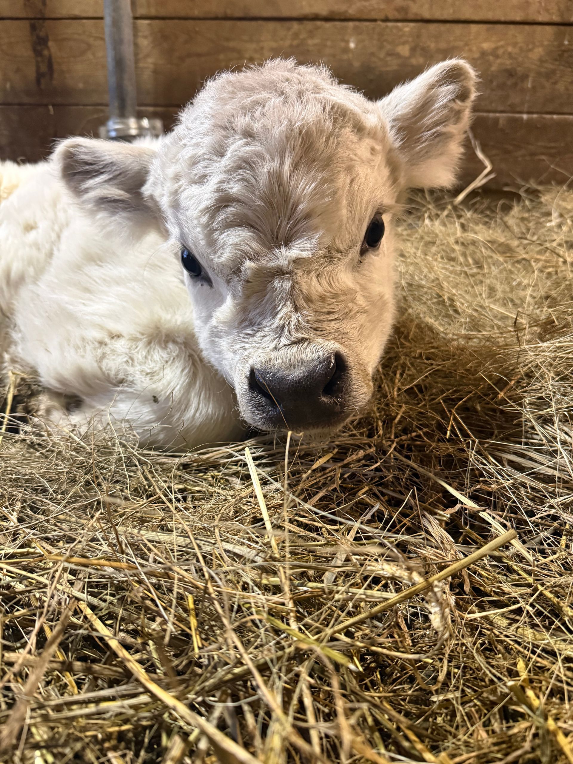 White calf lying in straw in a barn, resting with eyes open.