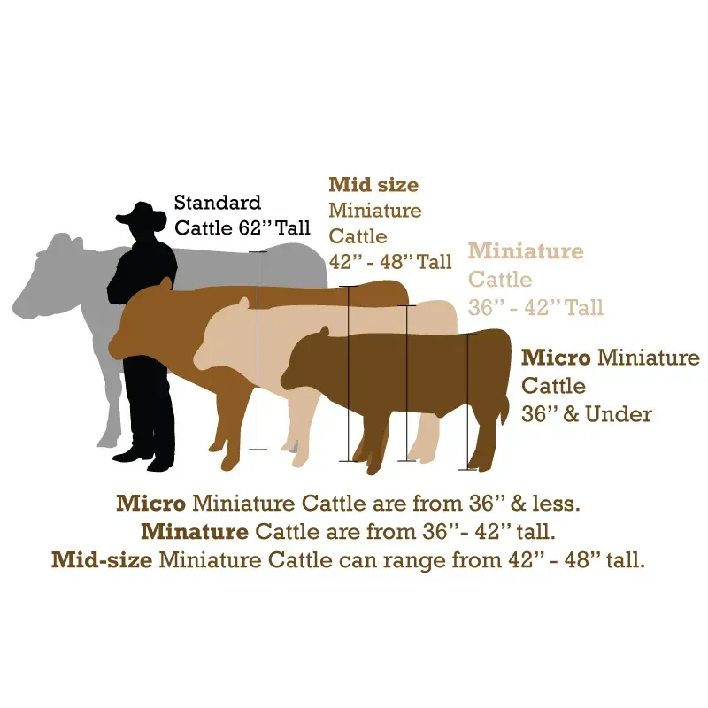 Silhouettes of cattle by height categories, labeled micro, mid-size, and standard miniature cattle.