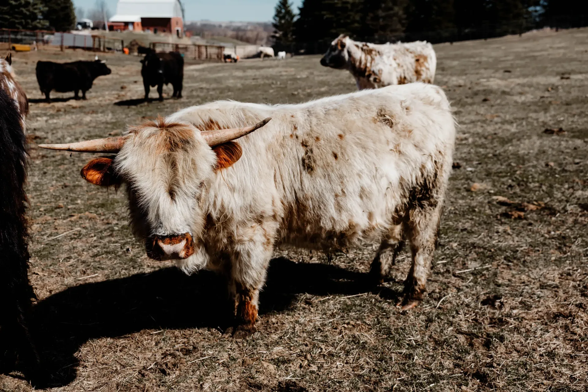 Little Frankie, Mini Highland Herd Sire