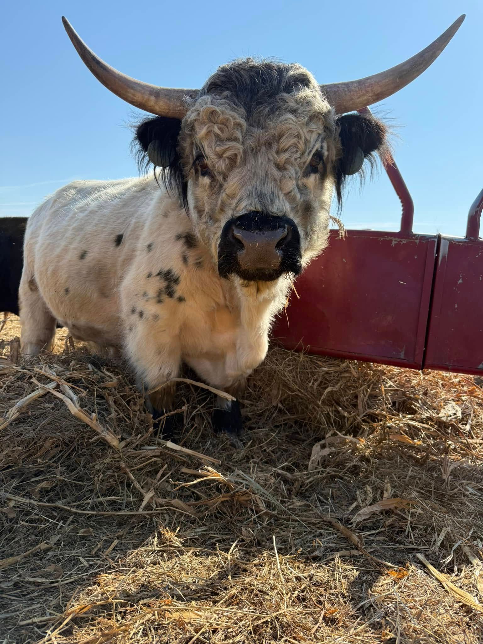 A bull with long horns is laying in a pile of hay.