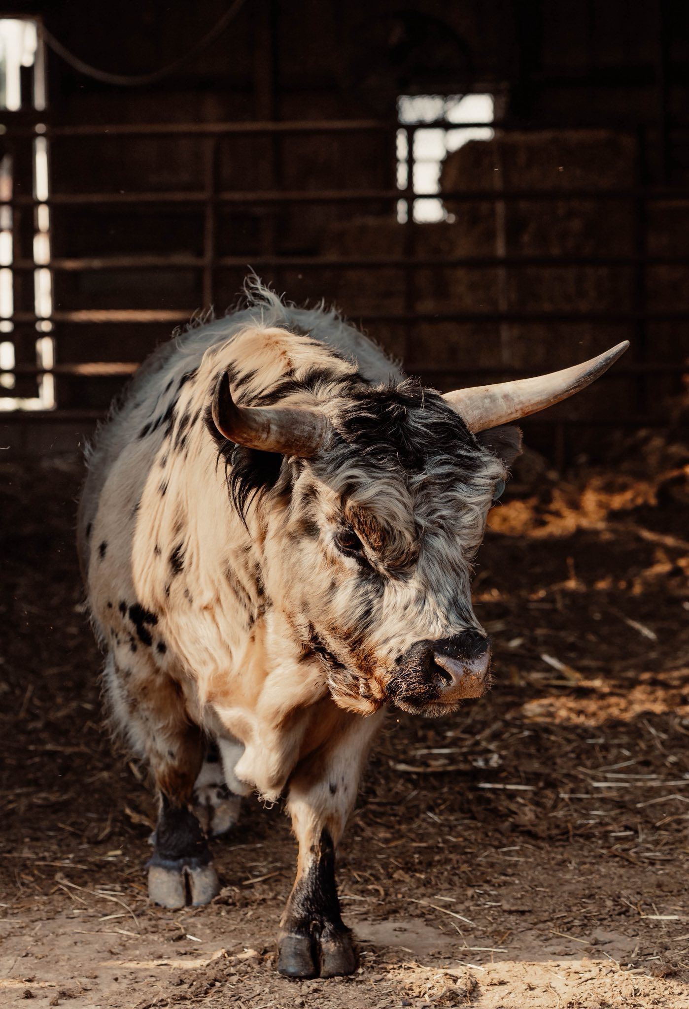 Black-and-white longhorn cow standing in a dim barn doorway