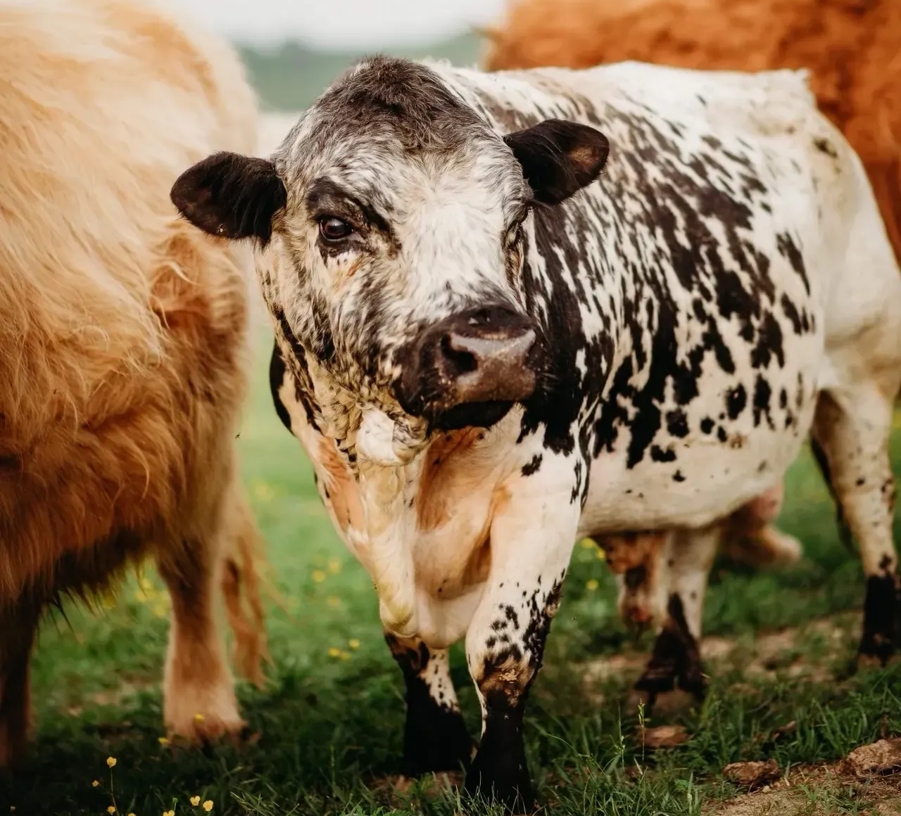 A cow with long horns is standing in a field next to a fence.