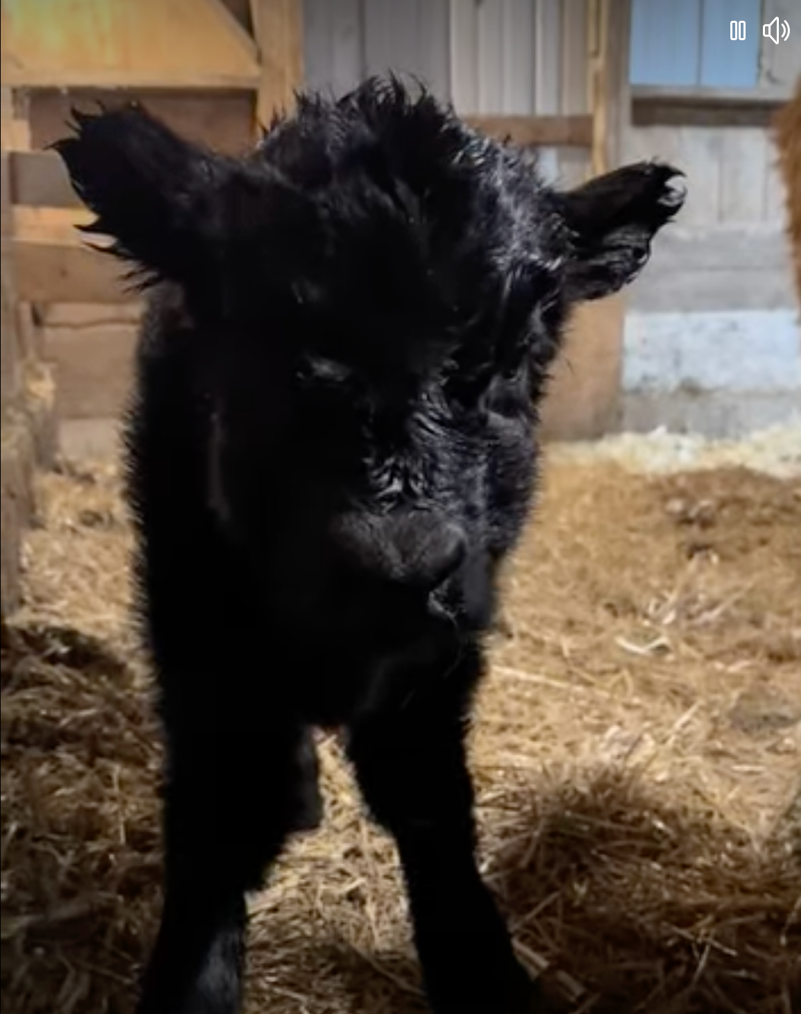 A small black calf is standing in a barn looking at the camera.
