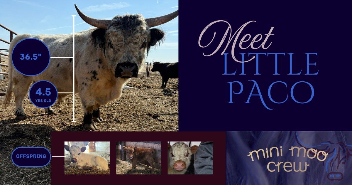 A cow with long horns is standing in a field next to a sign that says `` meet little paco ''.