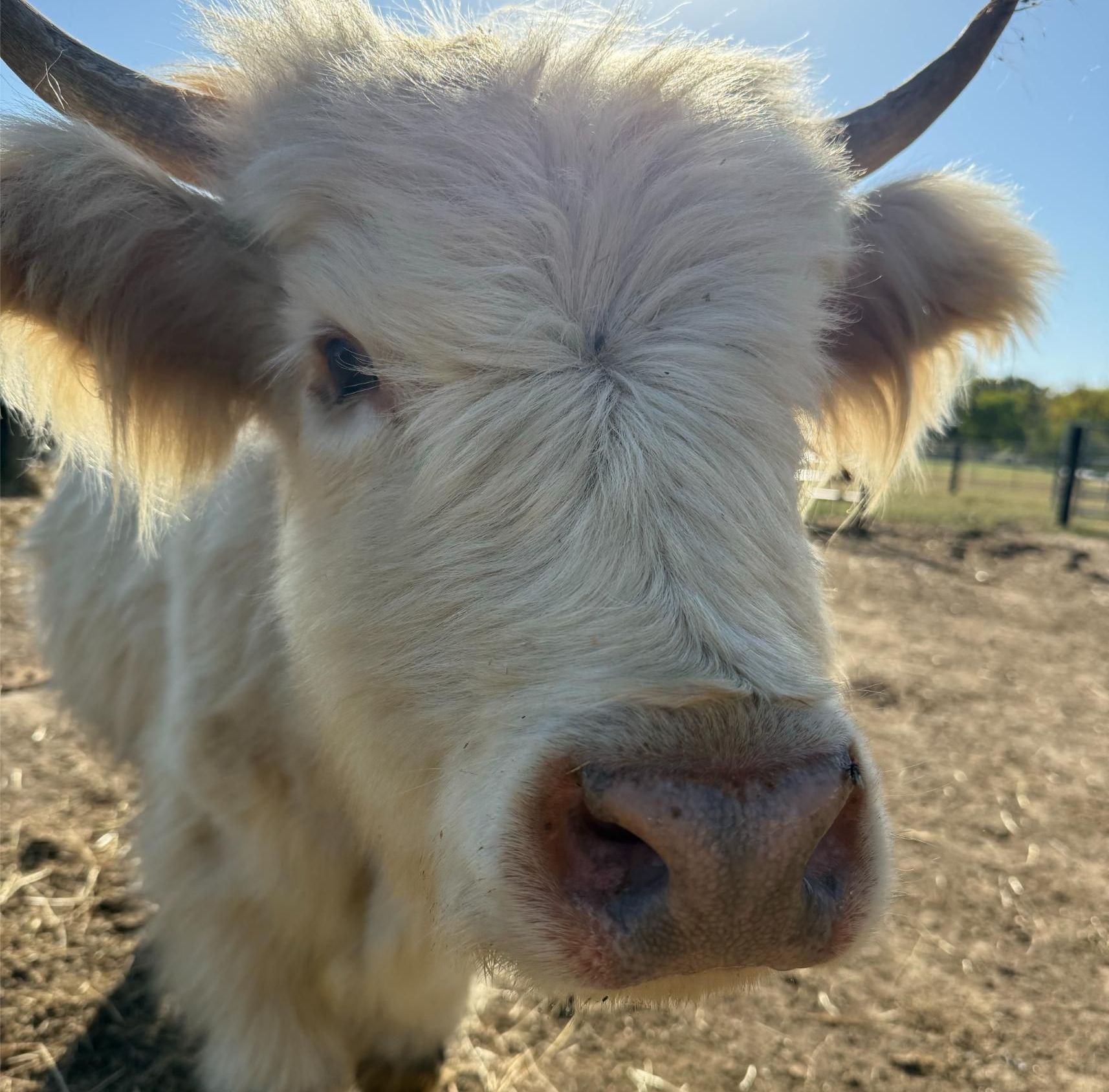 A close up of a white cow with horns looking at the camera